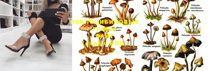 Псилоцибиновые грибы Psilocybe  Тюкалинск 